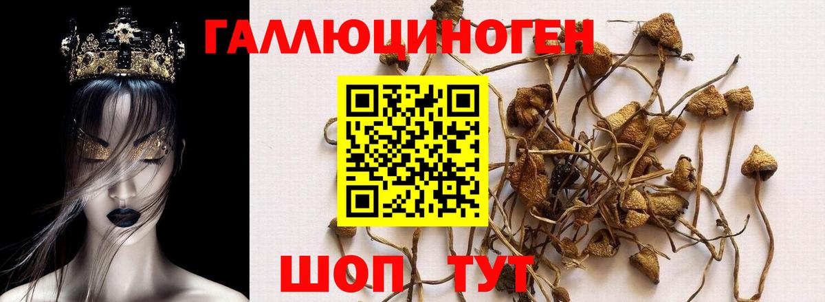 Псилоцибиновые грибы Psilocybine cubensis Бахчисарай